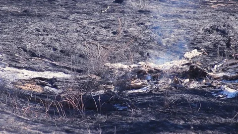 Forest after the fire. Smoke rises from the earth after a fire. Stock Footage 124011084