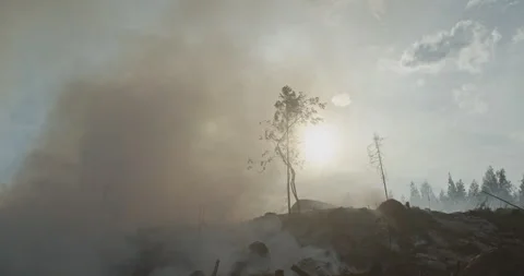 Forest after fire, smoke rising from ground, felled trees Stock Footage 269508960