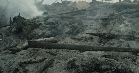 Forest after fire, smoke rising from ground, felled trees Stock Footage 269926382