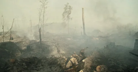 Forest after fire, smoke rising from ground, felled trees Stock Footage 269969183