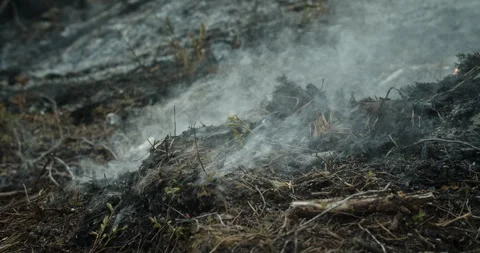 Forest after fire, smoke rising from ground, felled trees Stock Footage 269971317