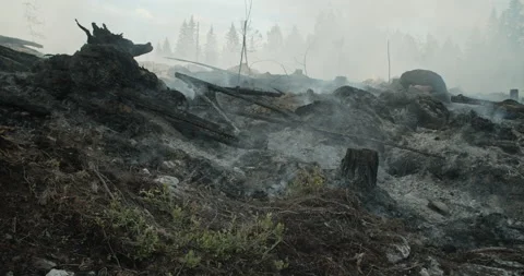Forest after fire, smoke rising from ground, felled trees Stock Footage 269971644