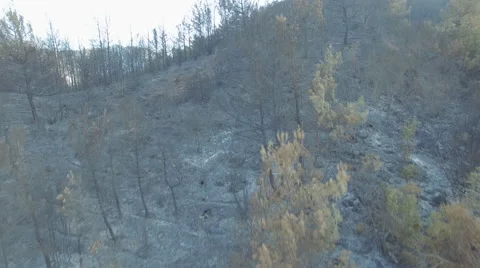 Forest After Fire.4K  Aerial View Stock Footage 67364209