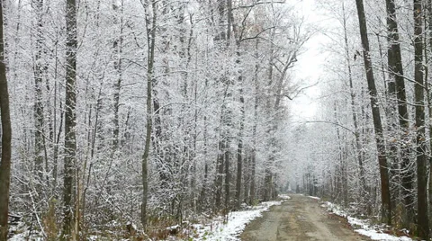 Forest after the first snow Stock Footage 30370474