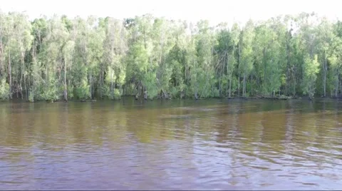 Forest after the flood, trees, water Stock Footage 51451480