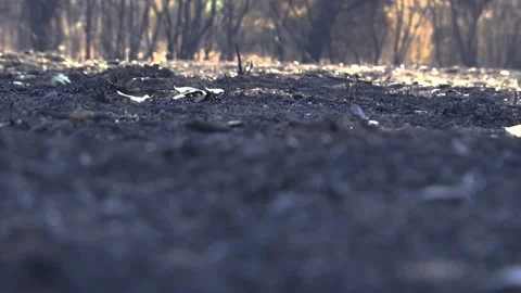 A FOREST AFTER FOREST FIRE FOLLOOW FOCUS TO THE BURNED GROUND Stock Footage 209138558