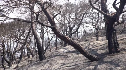 Forest after a forest fire Stock Footage 68913684