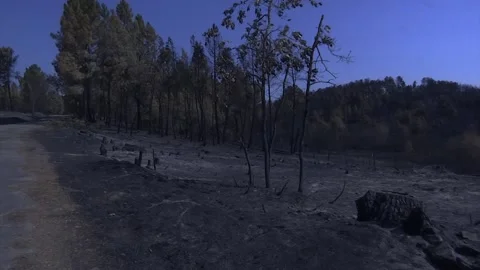 A FOREST AFTER FOREST FIRE Stock Footage 209138240