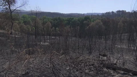 A FOREST AFTER FOREST FIRE Stock Footage 209138241