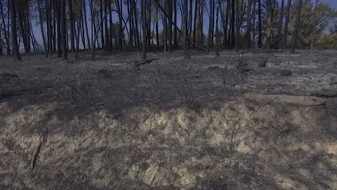 A FOREST AFTER FOREST FIRE Stock Footage 209138242