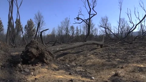 A FOREST AFTER FOREST FIRE Stock Footage 209138363