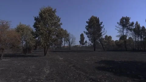 A FOREST AFTER FOREST FIRE Stock Footage 209138365