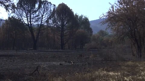 A FOREST AFTER FOREST FIRE Stock Footage 209138457