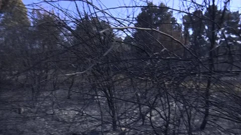 A FOREST AFTER FOREST FIRE Stock Footage 209138459