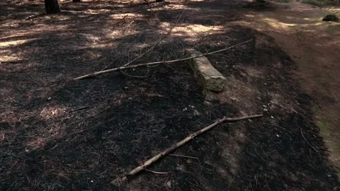 A FOREST AFTER FOREST FIRE Stock Footage 209138555