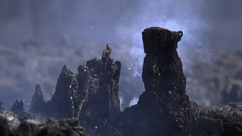 A FOREST AFTER FOREST FIRE Stock Footage 209141159