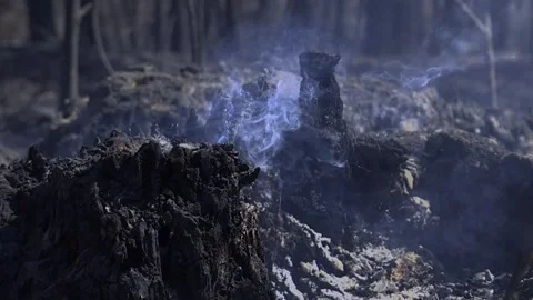 A FOREST AFTER FOREST FIRE Stock Footage 209141236