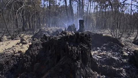 A FOREST AFTER FOREST FIRE Stock Footage 209141261