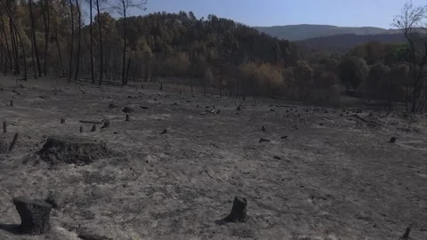 A FOREST AFTER FOREST FIRE Stock Footage 209141272