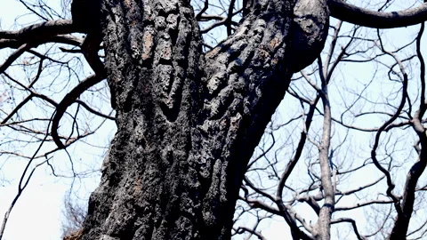 The forest after the forest fire Stock Footage 279662516