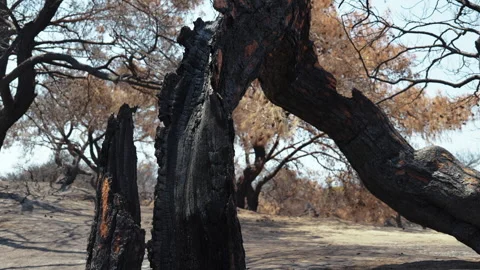 The forest after the forest fire Stock Footage 279662641