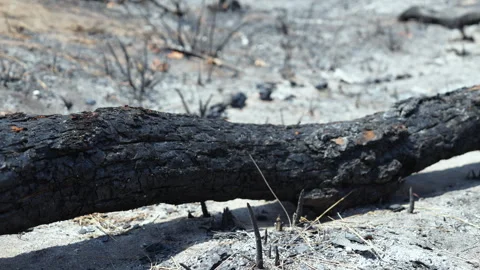 The forest after the forest fire Stock Footage 279662831