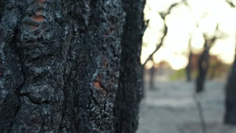 The forest after the forest fire Stock Footage 279852246