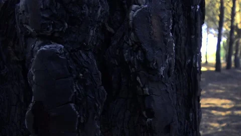 A FOREST AFTER FOREST FIRE PANORAMA FROM BURNED TREE TO FOREST Stock Footage 209138559