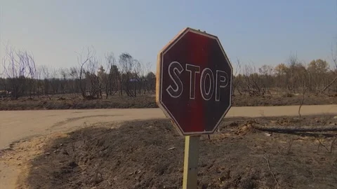 A FOREST AFTER FOREST FIRE STOP SIGNAL Stock Footage 209138361
