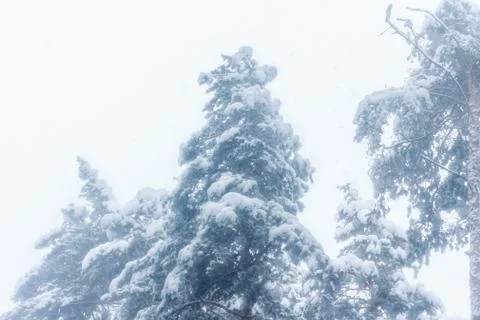 Forest after a heavy snowfall Stock Photos