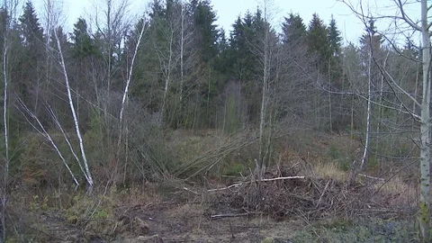 Forest after the hurricane Stock Footage 82222549