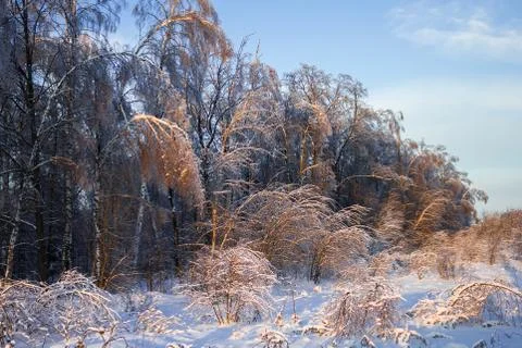 Forest After Ice Rain Stock Photos