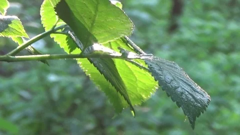 Forest after rain Stock Footage 76444415