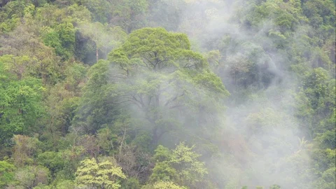 The forest after the rain has moisture like clouds that rise into the sky. 库存影片 107125333
