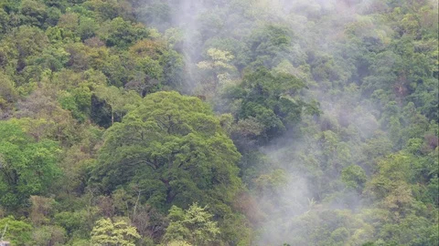 The forest after the rain has moisture like clouds that rise into the sky. Vidéo 107171029
