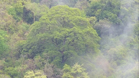 The forest after the rain has moisture like clouds that rise into the sky. Stock-Footage 107249812