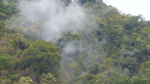 The forest after the rain has moisture like clouds that rise into the sky. Vidéo 107250039