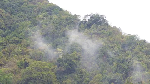 The forest after the rain has moisture like clouds that rise into the sky. 库存影片 107307738