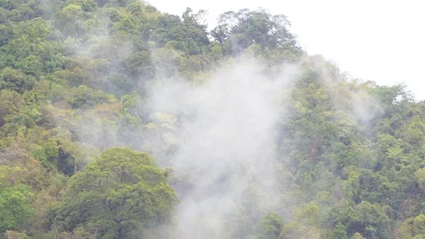 The forest after the rain has moisture like clouds that rise into the sky. 库存影片 107307765