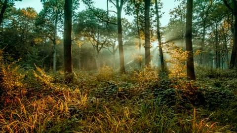 The forest after the rain Stock Photos