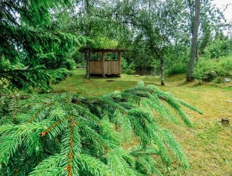 The forest after the rain Stock Photos
