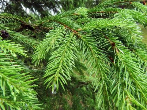 The forest after the rain Foto stock