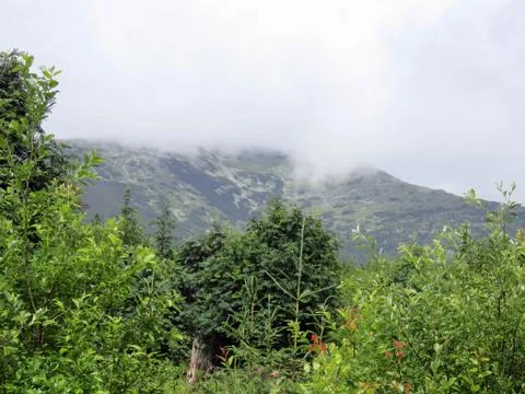The forest after the rain Foto stock