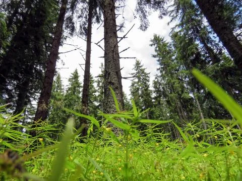 The forest after the rain Stock Photos