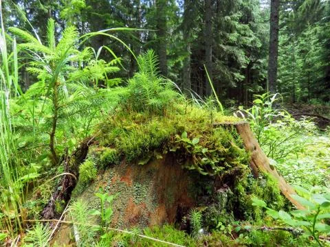 The forest after the rain Stock Photos