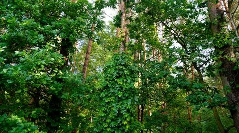 Forest after rain at sunset Foto stock