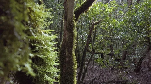 Forest after rain with tree on foreground Video stock 128159222