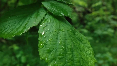 Forest after rain with water drops on the leaves of trees Stock Footage 132778792