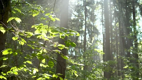 Forest after rain. Wet trunks and branches of trees in the morning forest. Stock Footage 155345077