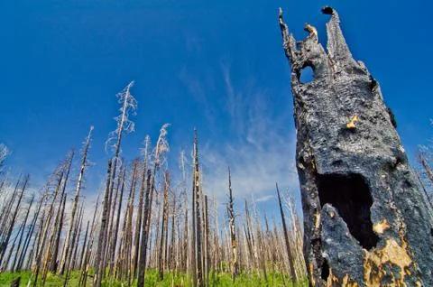 A forest after a recent wildfire. Stock Photos